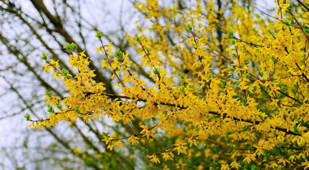 Ældre Sagen Solrøds bridge